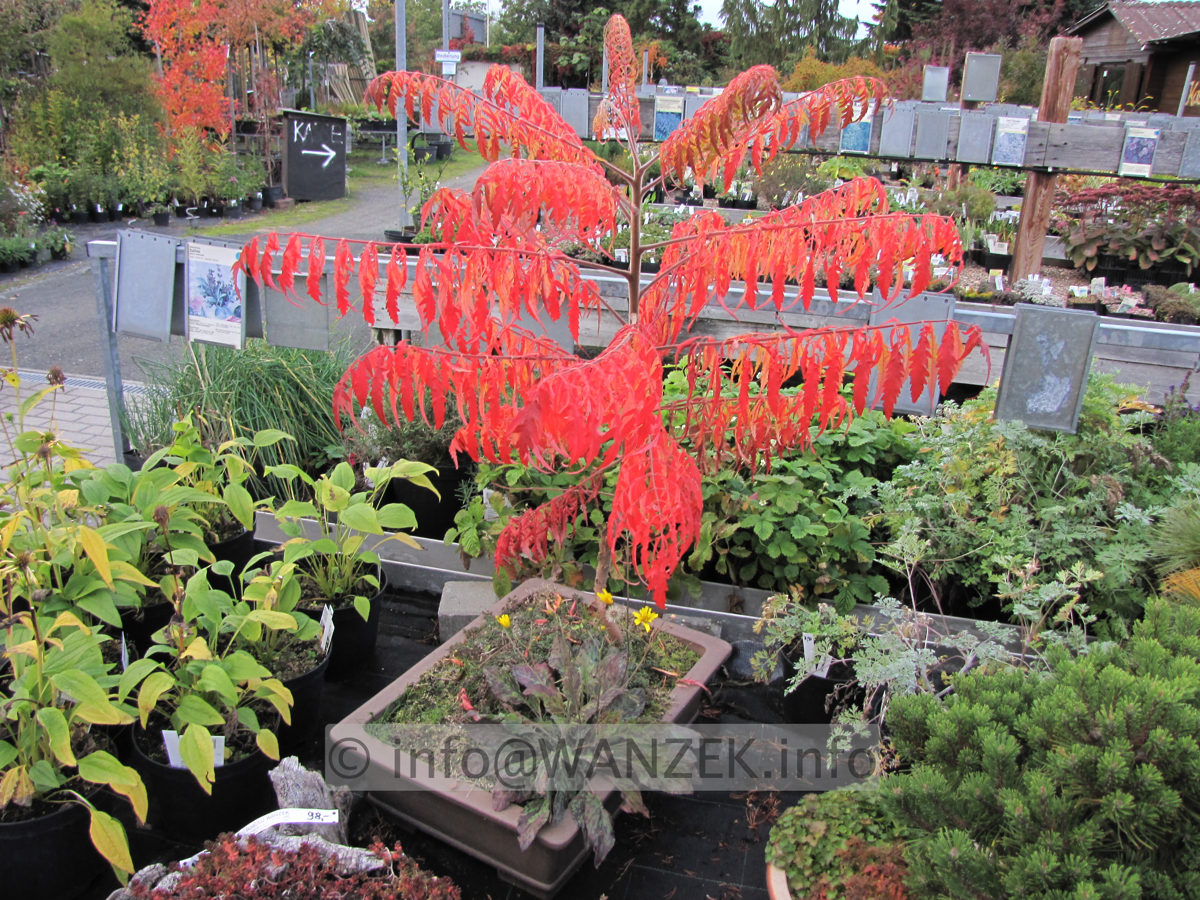 Rhus typhina Dissecta 02 Herbstfaerbung.JPG